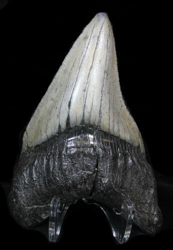 Curved Megalodon Tooth - Nice Blade #33027